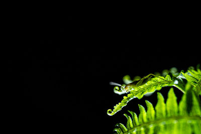 Close-up of wet plant against black background