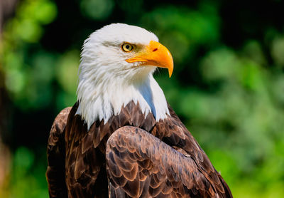 Close-up of eagle against blurred background