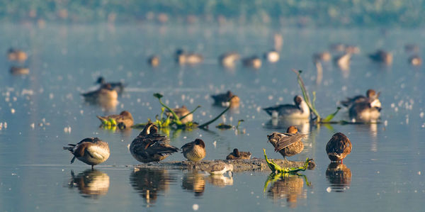 Closeup shot of migratory bird perching on the lake water