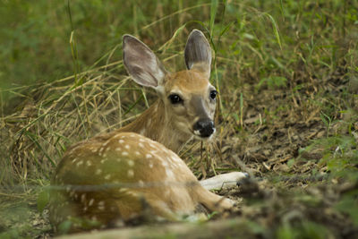Close-up of deer on field