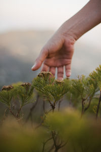 Close-up of hands holding plant