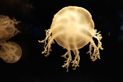 Close-up of jellyfish swimming in sea