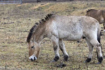 Side view of a horse grazing in field