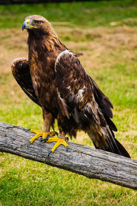 Close-up of eagle perching on wood
