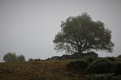 Tree on field against clear sky