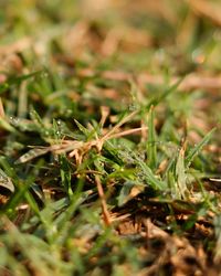 High angle view of plants growing on field