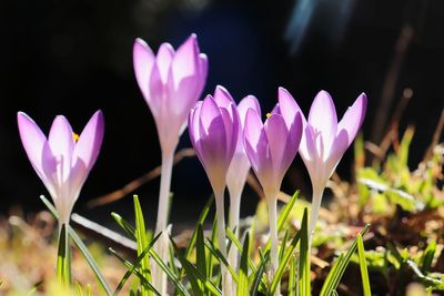 Close-up of purple crocus flowers on field