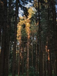 Trees in forest