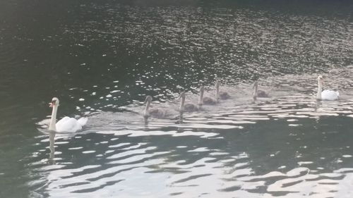 Swans swimming in lake