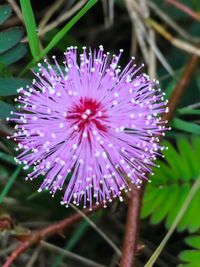 Close-up of pink flowers