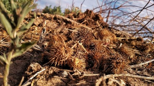 Surface level of dried plants