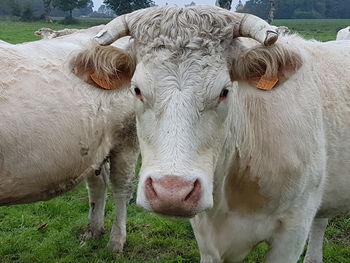 Portrait of cows on field