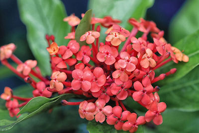 Close-up of pink flowering plant