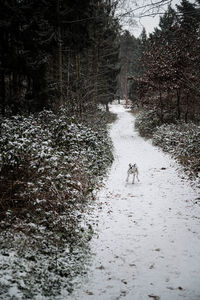 Dog running in forest