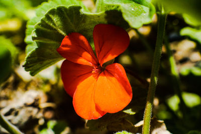 Close-up of red rose flower