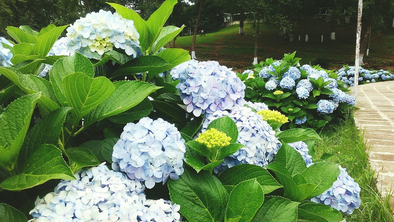 flower, leaf, growth, plant, freshness, fragility, beauty in nature, green color, nature, petal, white color, blooming, flower head, close-up, in bloom, high angle view, growing, park - man made space, season, hydrangea