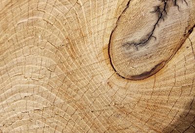 Full frame shot of tree stump