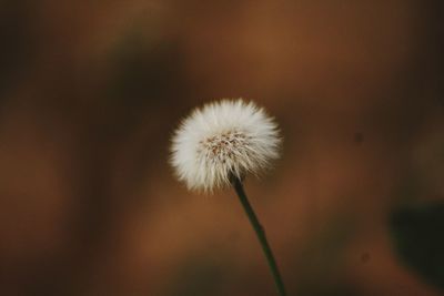 Close-up of dandelion