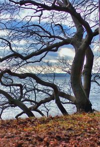 Bare trees against sky