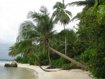 Scenic view of palm trees by sea against sky