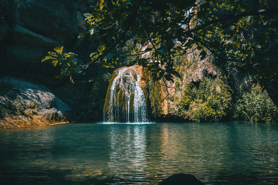 Scenic view of lake in forest