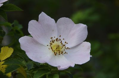 Macro shot of pink flower