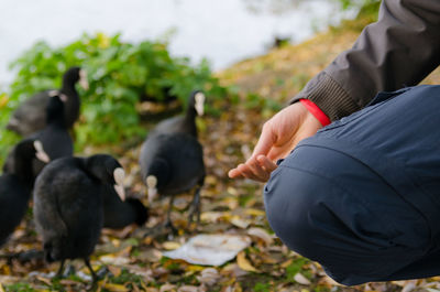 Midsection of mid adult woman feeding birds