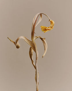 Close-up of dry leaf against white background