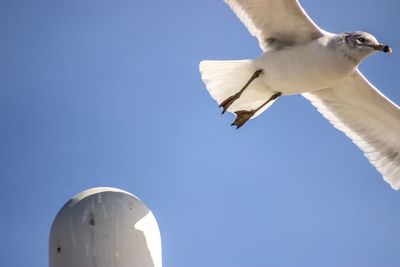 Low angle view of seagull flying against clear blue sky