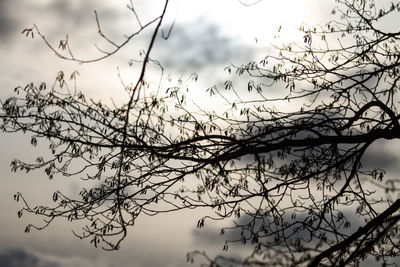 Low angle view of silhouette birds flying against sky