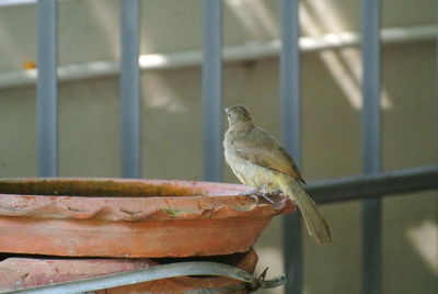 Close-up of bird perching in cage