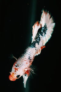 Close-up of fish swimming in sea