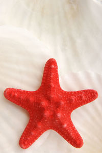 High angle view of red star fish