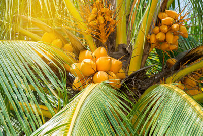 Close-up of yellow berries