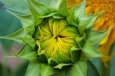 Close-up of yellow flowers blooming outdoors