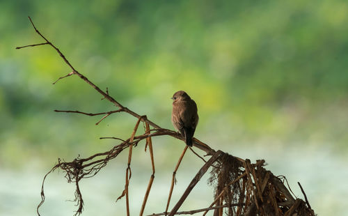 Low angle view of bird perching on branch