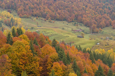 High angle view of trees during autumn