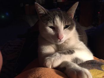 Close-up of cat relaxing on man