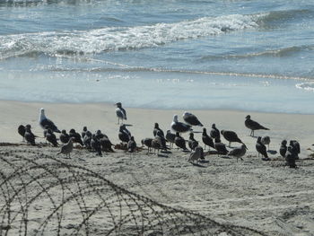 Flock of seagulls on beach