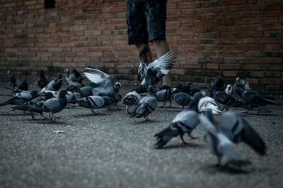 Pigeons on street