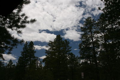 Low angle view of trees against sky