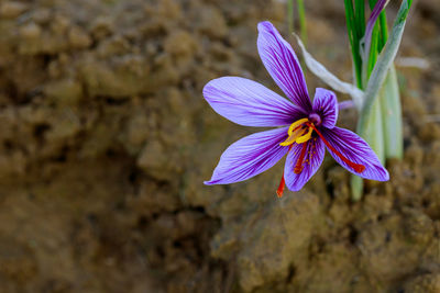 Close-up of purple flowering plant