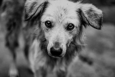 Close-up portrait of dog