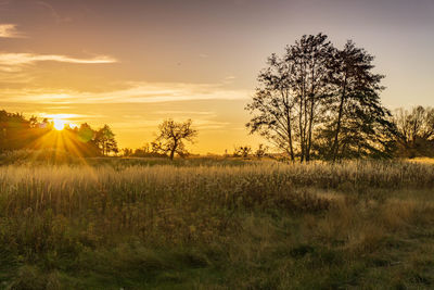 Trees on field against sky during sunset