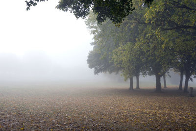 Trees on field during foggy weather