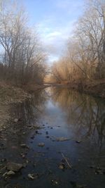 River amidst bare trees against sky