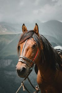 Horse in a lake