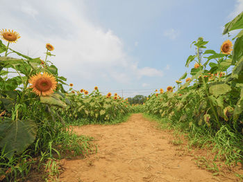 Scenic view of sunflower field against sky