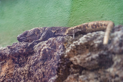 Lizard on rock against wall