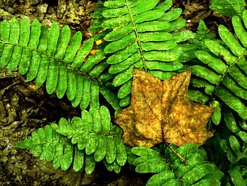 High angle view of green leaves on land